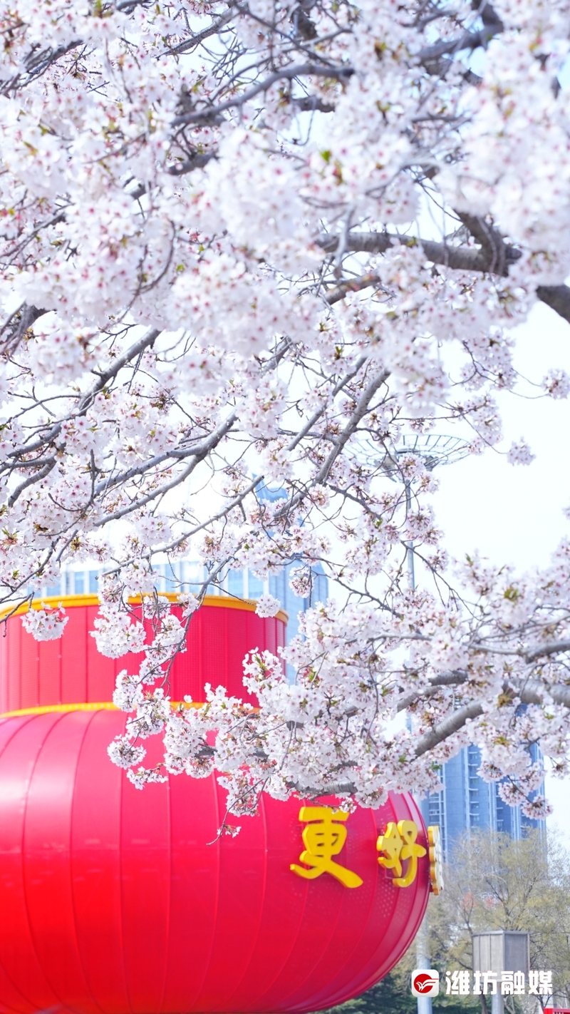 这个假期盛开如花,赴一场花之约邂逅春日浪漫