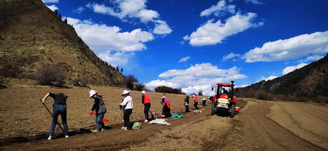 甘肃省临潭县中药材种植,临澧中药材种植成致富新途径