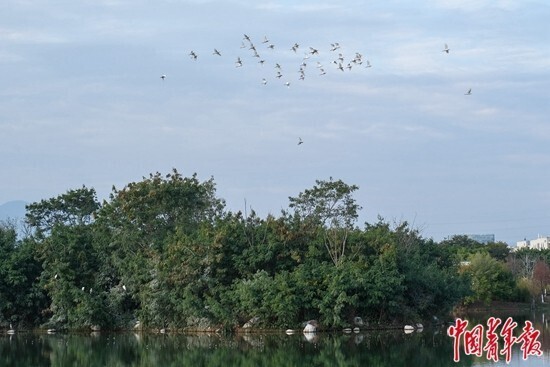 爱拼才会美丽,爱拼才会赢沙鸥