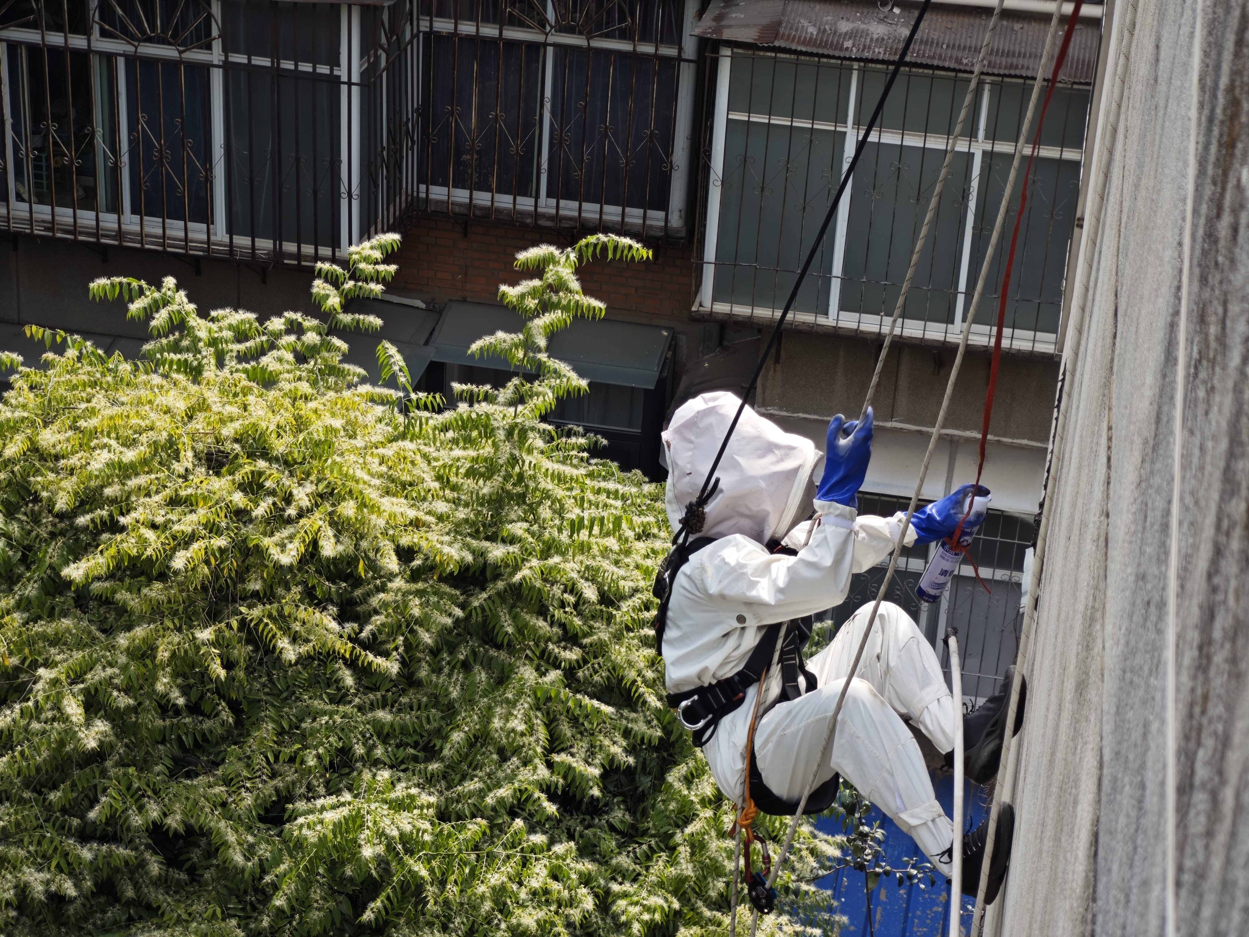 马蜂飞进家里死亡预示什么,马蜂住在未装修的房屋上是好是坏