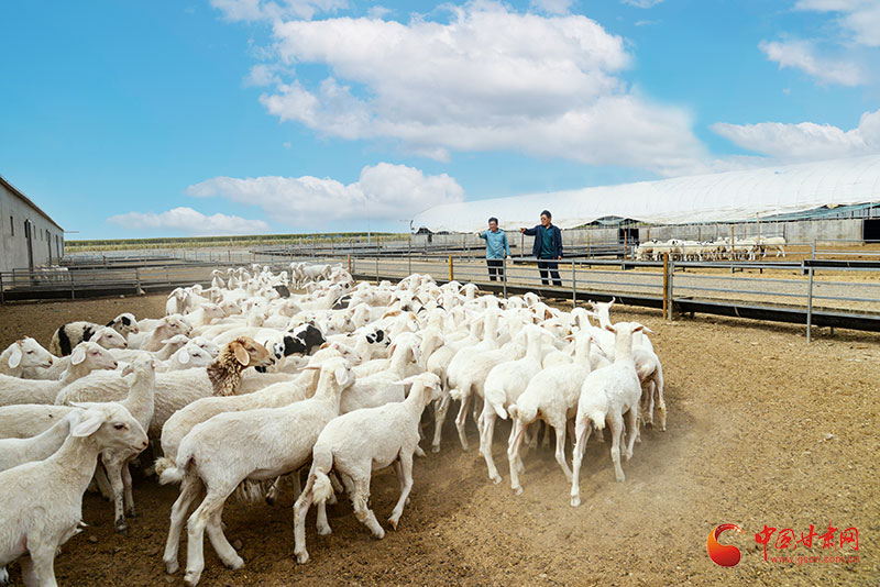 养羊脱贫致富的文章,民勤特产作文怎么写好