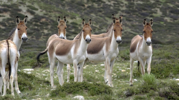 雪豹麦多,世界雪豹日特辑