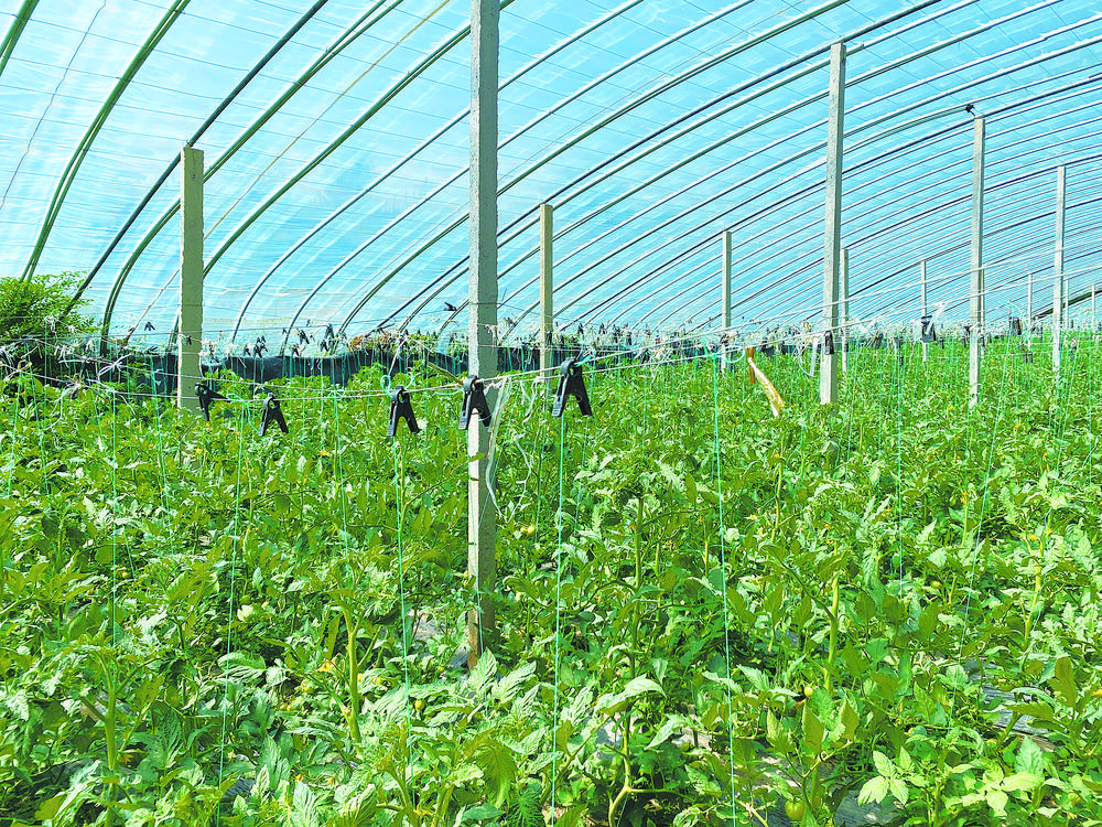 绿色食品如何认定,绿色食品安全认证标准