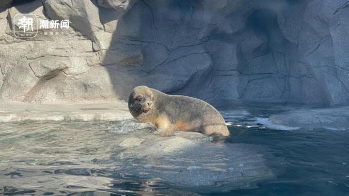 舟山长乔极地海洋公园门票团购,舟山长乔海洋公园海狮