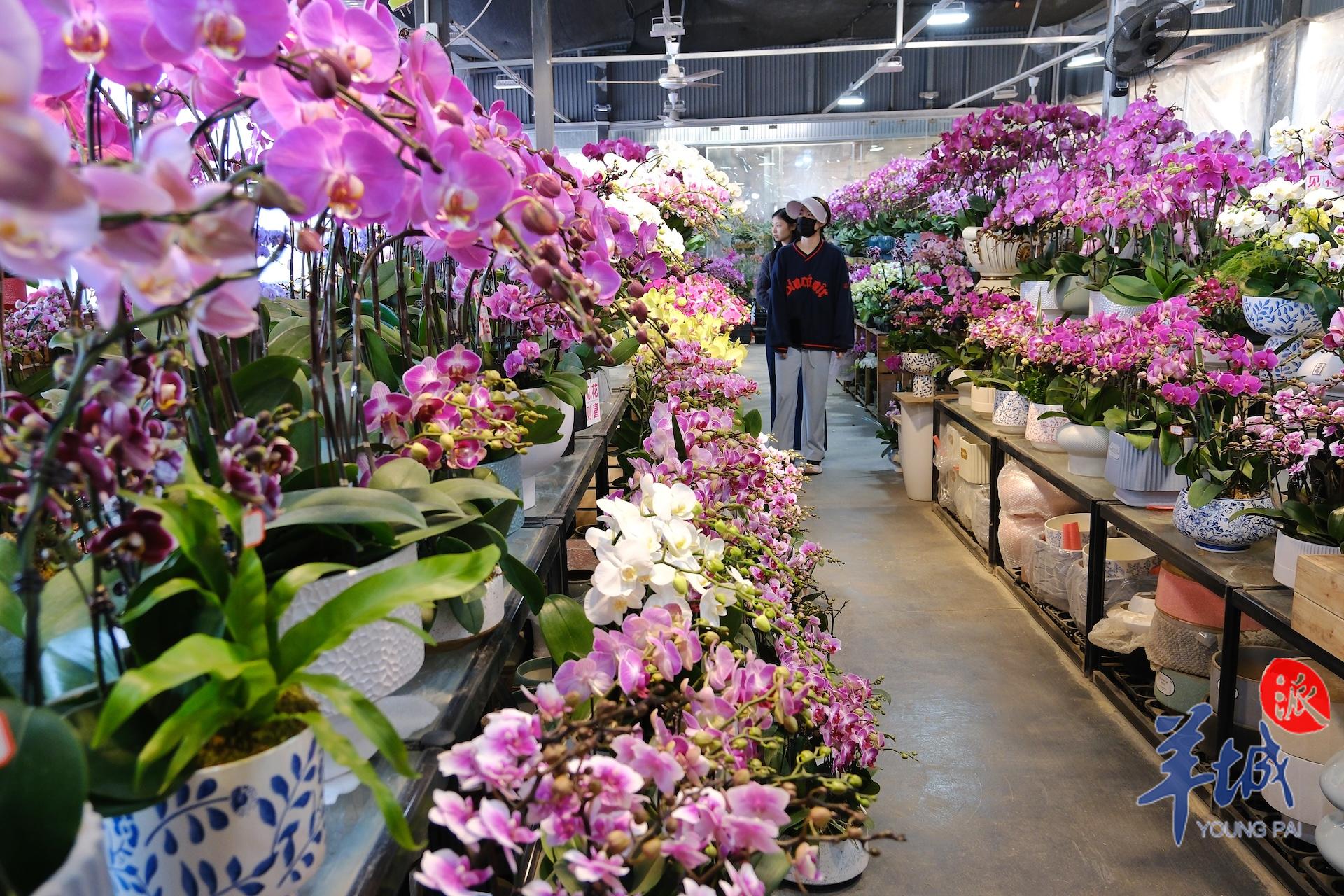 广州年花批发哪里最便宜,广州年花批发价格查询