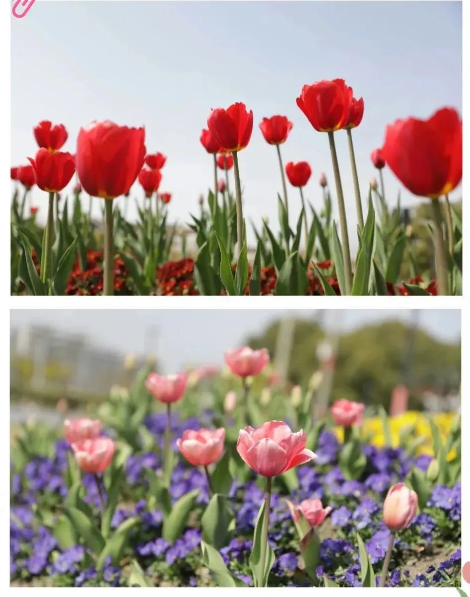 清明假期我市天气晴好气温上升,大范围雨水来袭清明的天气