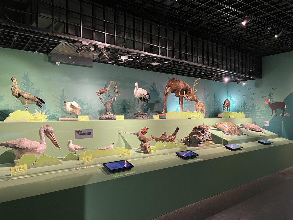 珍稀植物中的大熊猫,被誉为东方宝石的珍稀动物是什么