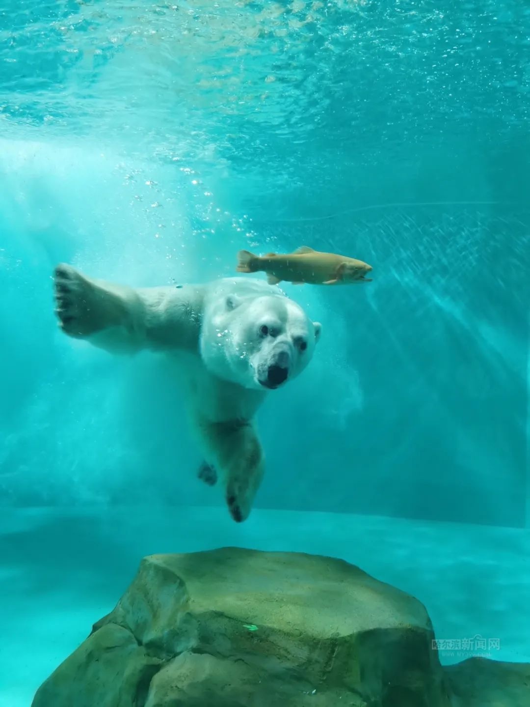 哈报与哈尔滨极地公园联手献爱心丨让孤独症儿童与白鲸亲密接触，点亮心灵之光