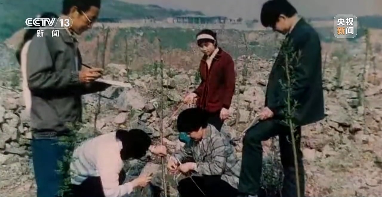 石缝种植植物,石缝种树