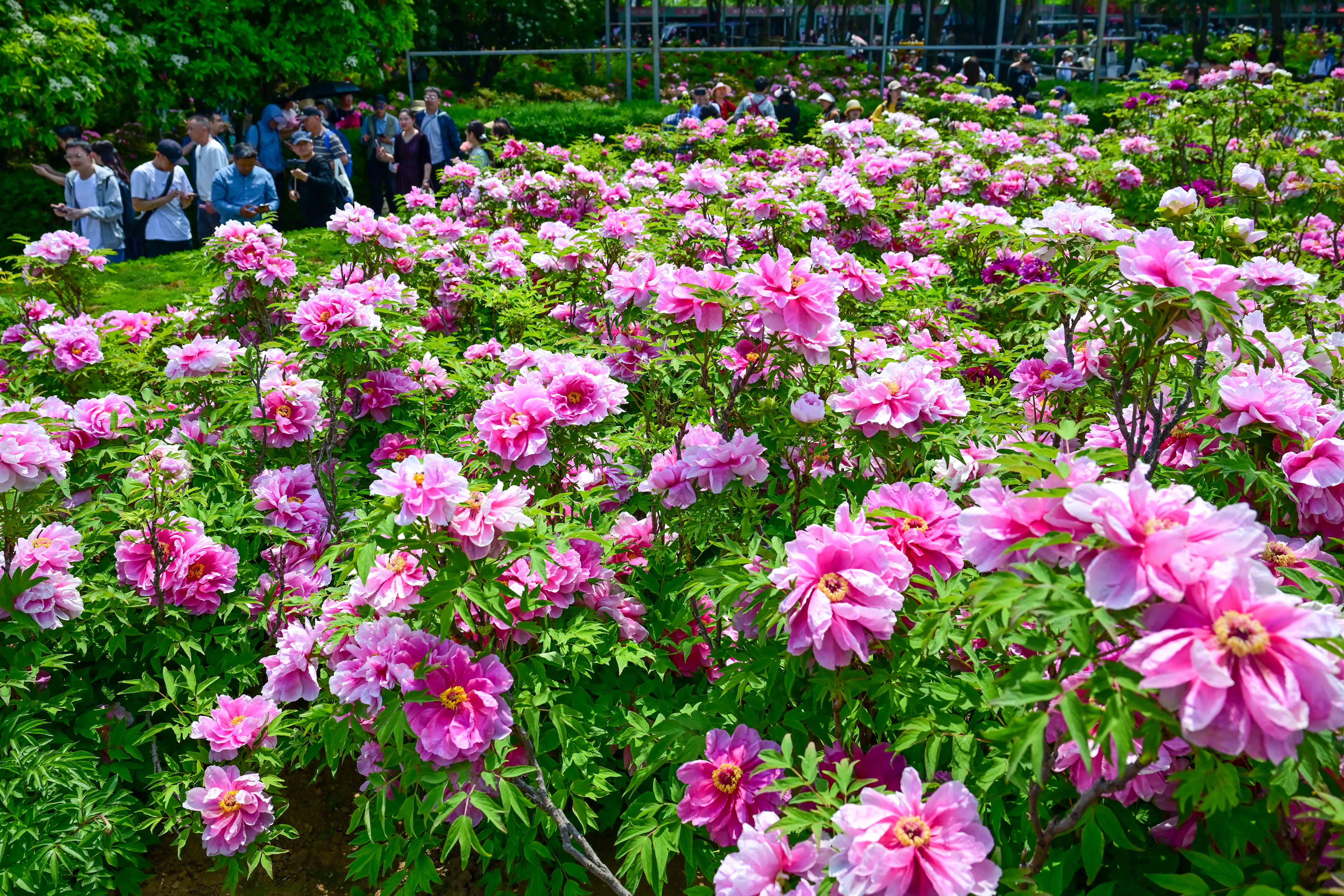 疑是洛川神女作书法,疑是洛川神女作的解释