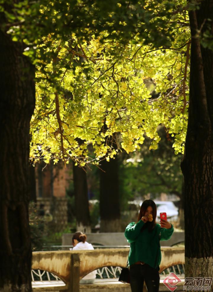 云南银杏熟了,云南银杏落叶