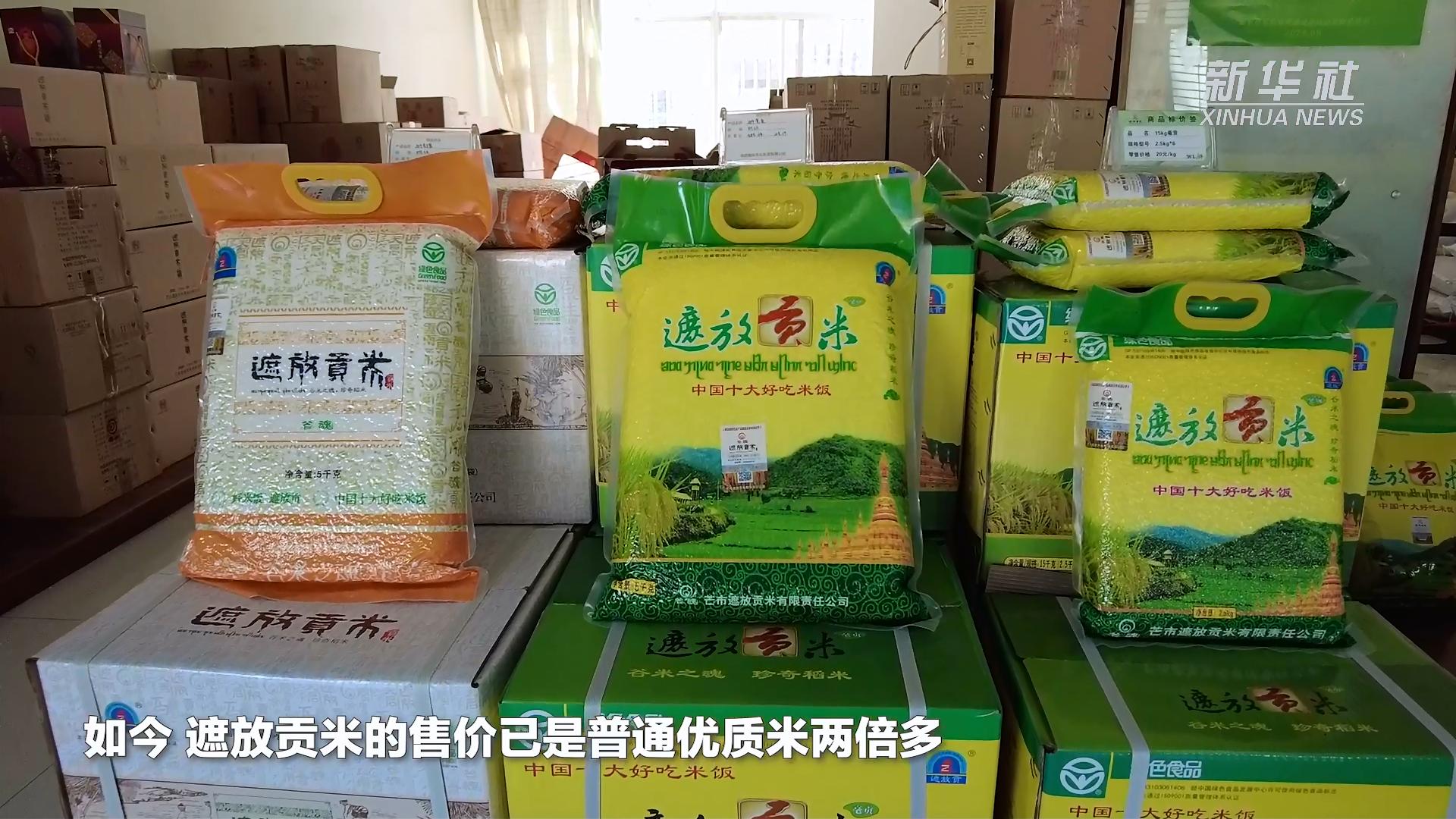 芒市遮放贡米,云南芒市遮放贡米迎丰收