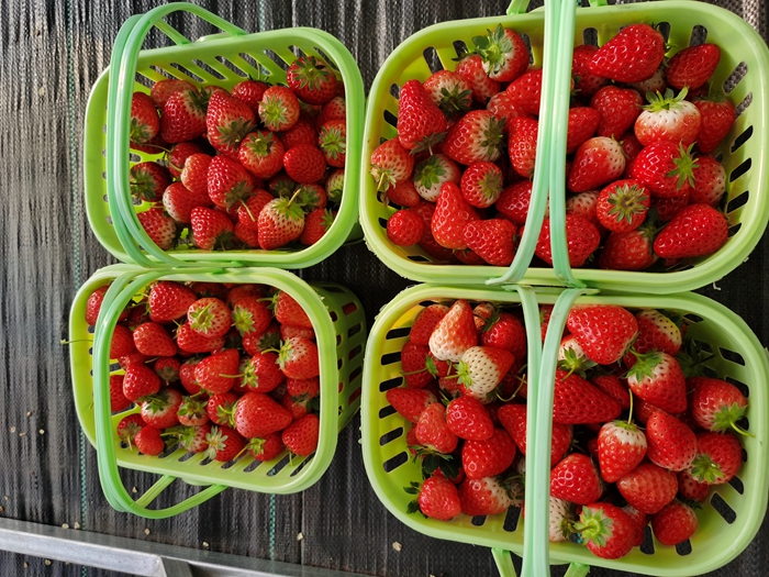 绥芬河市阜宁镇：寒冬吹风雪，经济“不降温”