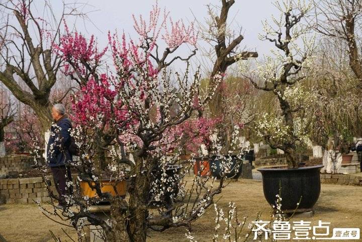 冬日梅园暗香浮动,梅园暗香的抖音
