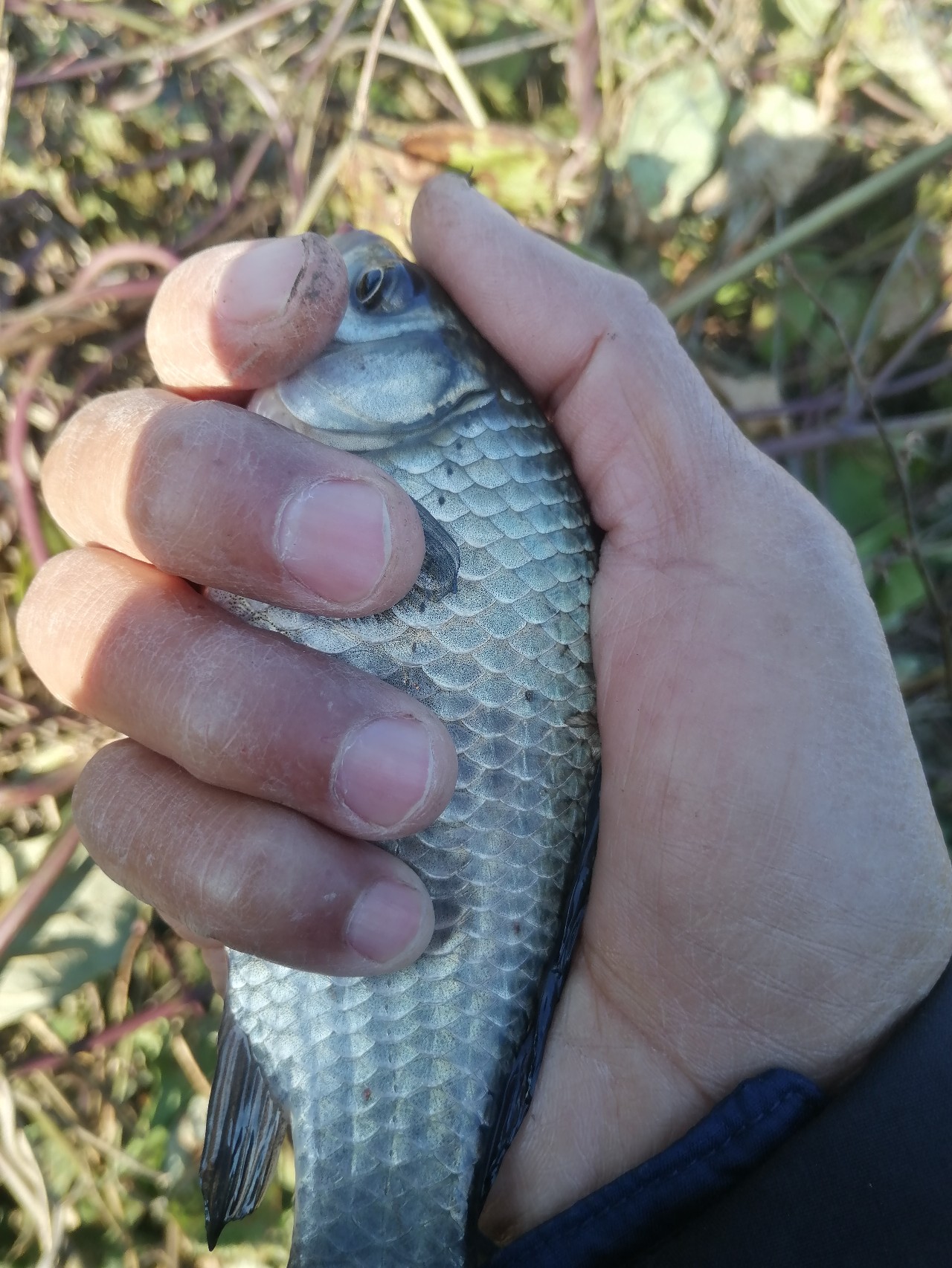 「双11」寒潮来袭检验是否空军，什么用蚯蚓也能上草鱼？