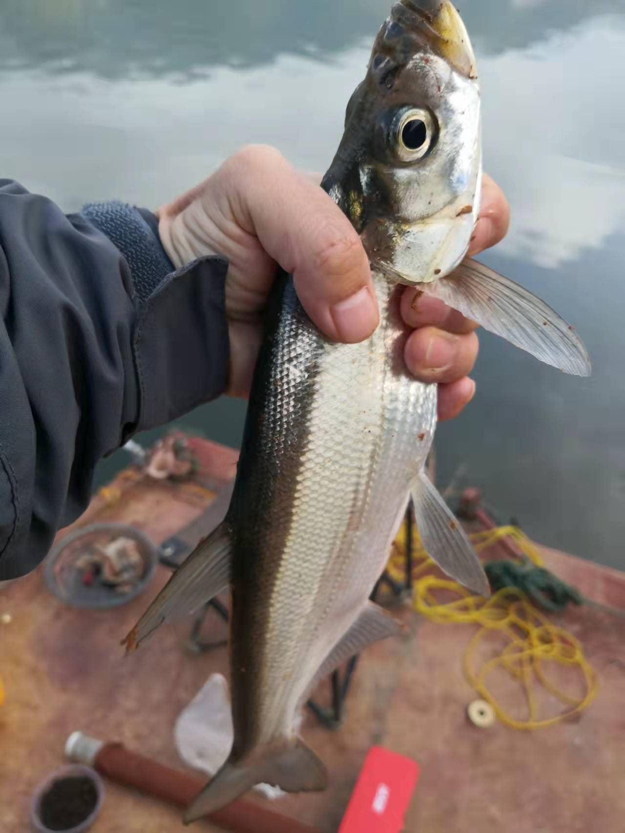 梅子姐这次选了没有打窝的钓位，渔获究竟如何呢