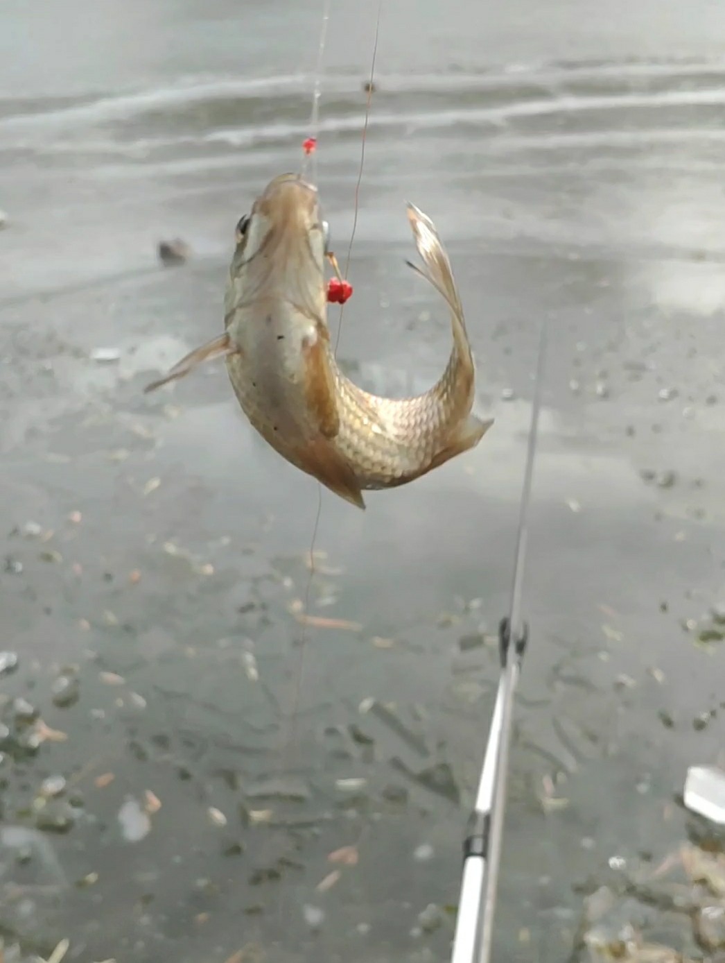 气温零下钓鲤鱼,寒冬钓鱼中鱼视频