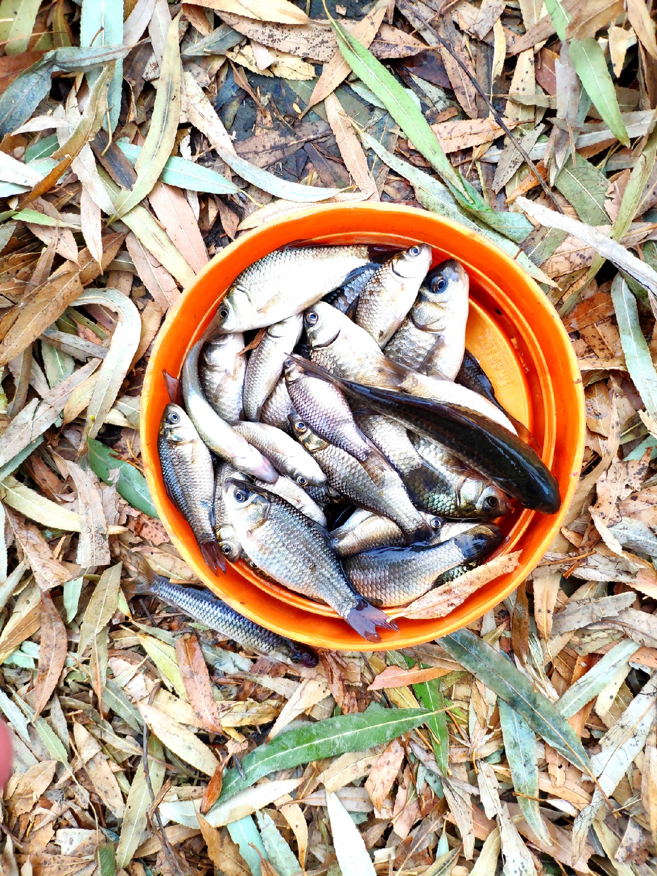 气温零下钓鲤鱼,寒冬钓鱼中鱼视频