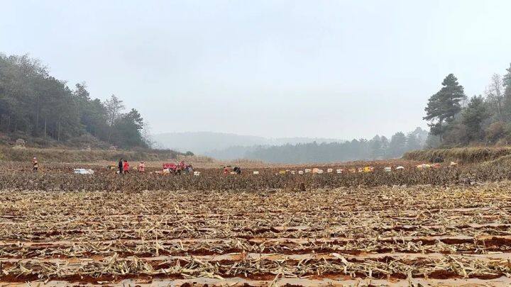 高山雪莲果丰收了,雪莲果丰收时节