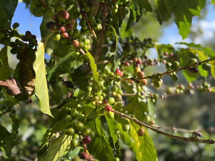 咖啡卖到500块,咖啡卖1800一杯