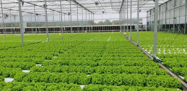 绿金投资,绿色金融助力乡村振兴的典型案例