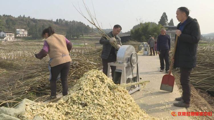 桑枝怎么废物利用,桑枝加工入药视频