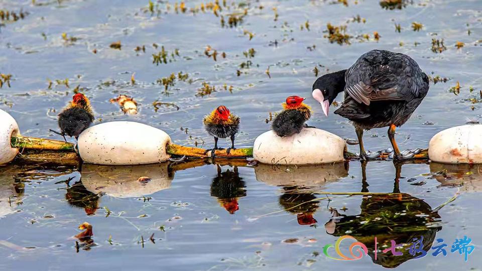 国家级保护动物游隼,国家保护动物游隼照片