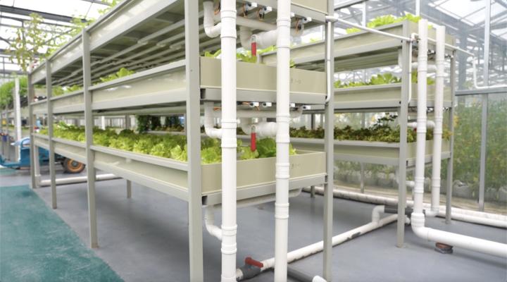 德清：“农业梦工厂”鱼菜卖断货