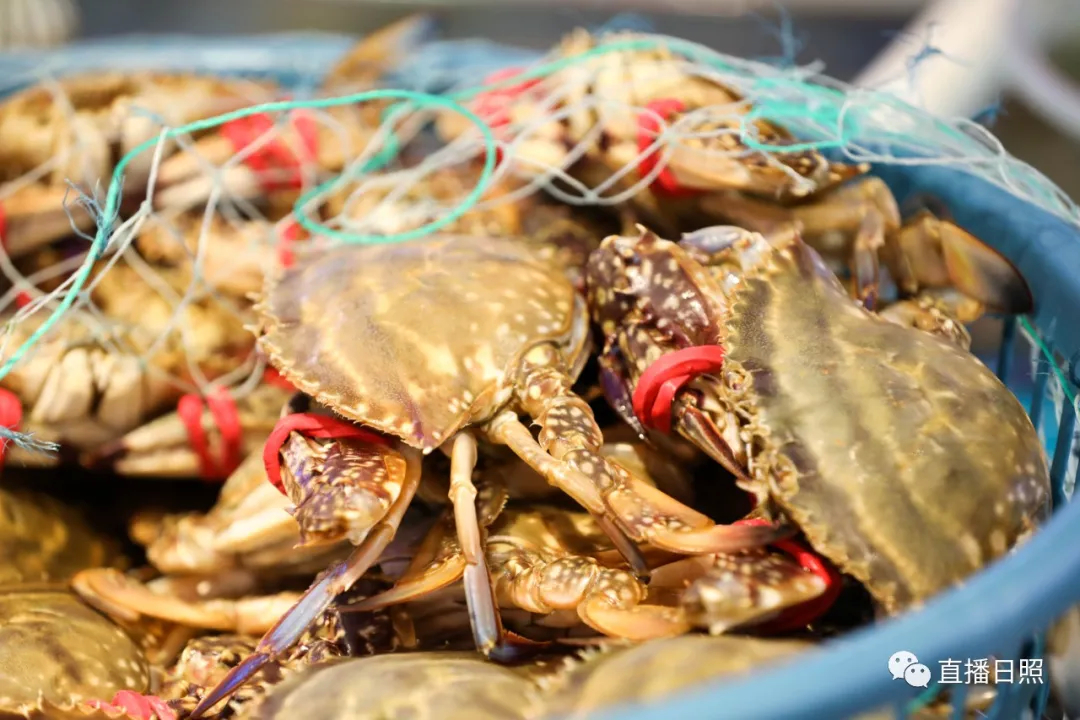 日照当季海鲜价格,今年春节海鲜多少钱一斤