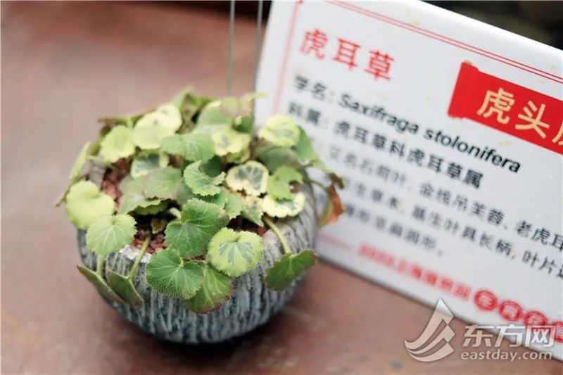 短叶虎尾兰的独特特征,金边虎尾兰百合科虎尾兰属植物