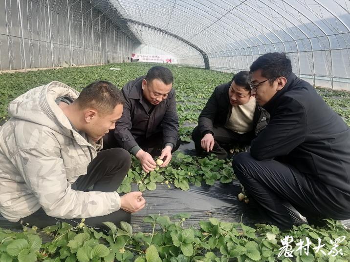 按月付息，按年还本，在邹城种草莓也能“按揭”了