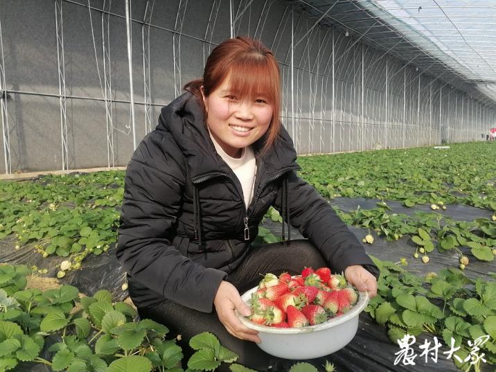 按月付息，按年还本，在邹城种草莓也能“按揭”了