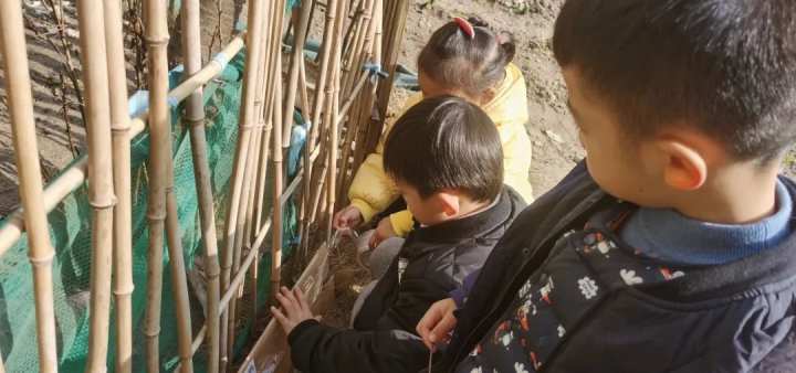 当班级里来了两只鸡……这群孩子不仅孵了蛋，赚了钱，还进行了生命教育