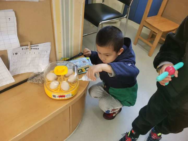 当班级里来了两只鸡……这群孩子不仅孵了蛋，赚了钱，还进行了生命教育