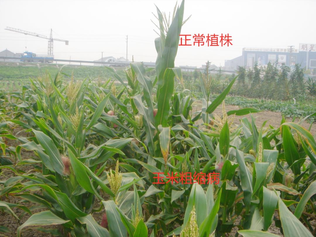 玉米粗缩病如何进行防治,玉米粗缩病发生在什么时候