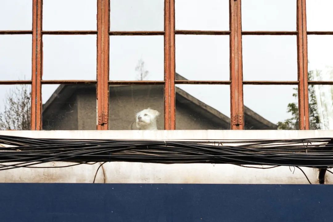 揭秘全国首个“宠物方舱”：揭秘全国首个“宠物方舱”：它们过得怎么样？它们过得怎么样？