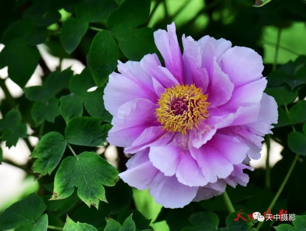 又到牡丹花开时不负光阴不负春