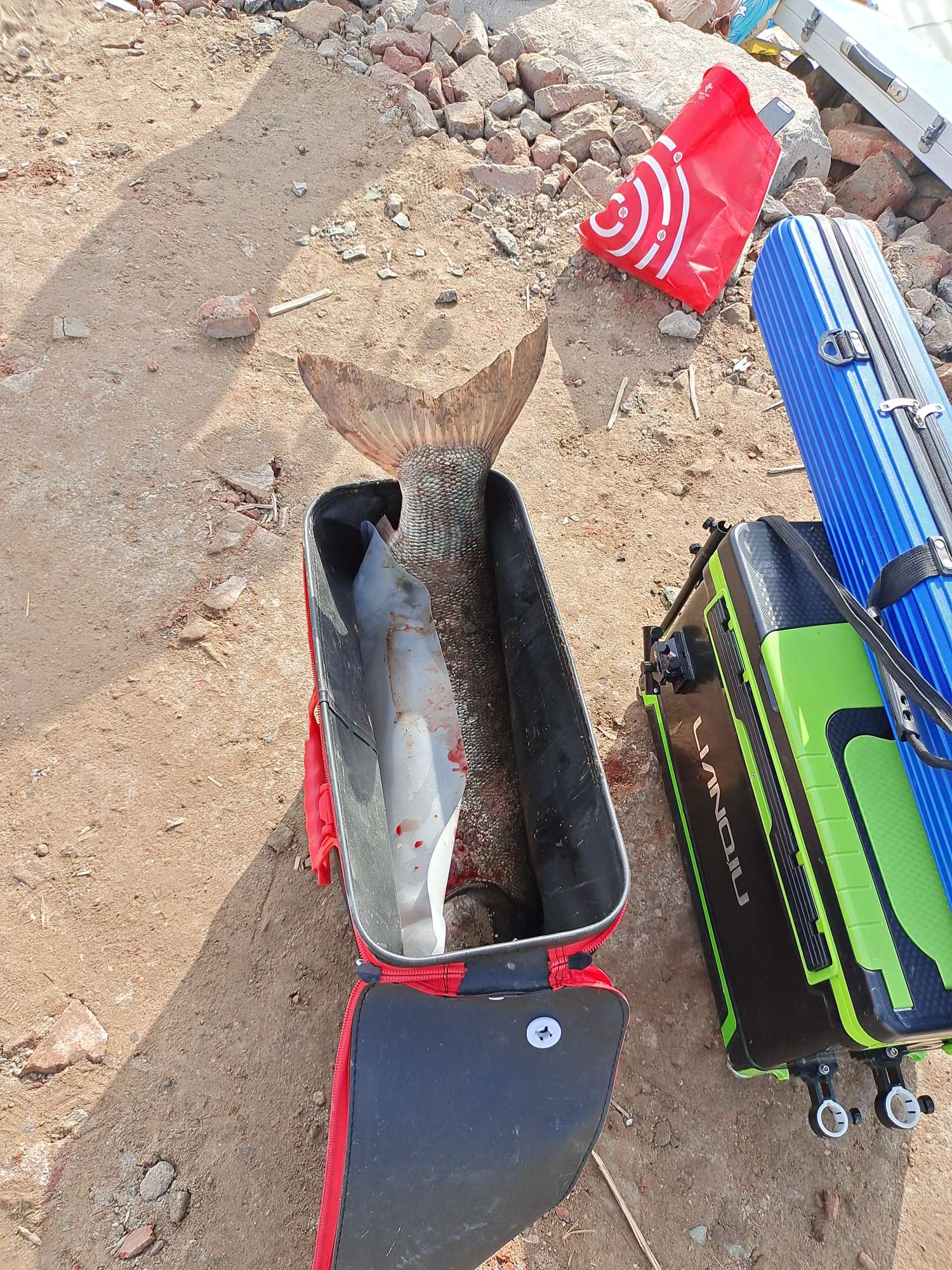 收获400斤巨鱼视频,四月收获记录