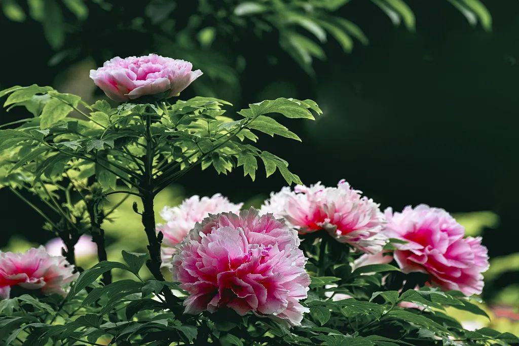 经典描写谷雨节气的诗句,10首谷雨诗词留住最后一抹春