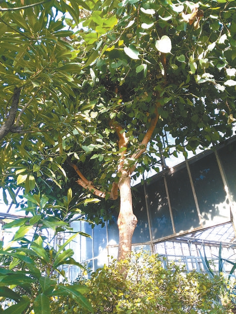 国家植物园银杏树,国家植物园神话