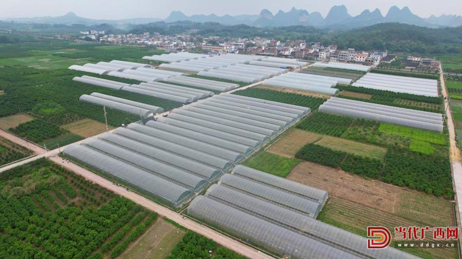 象州大乐镇水果,象州县大乐果业