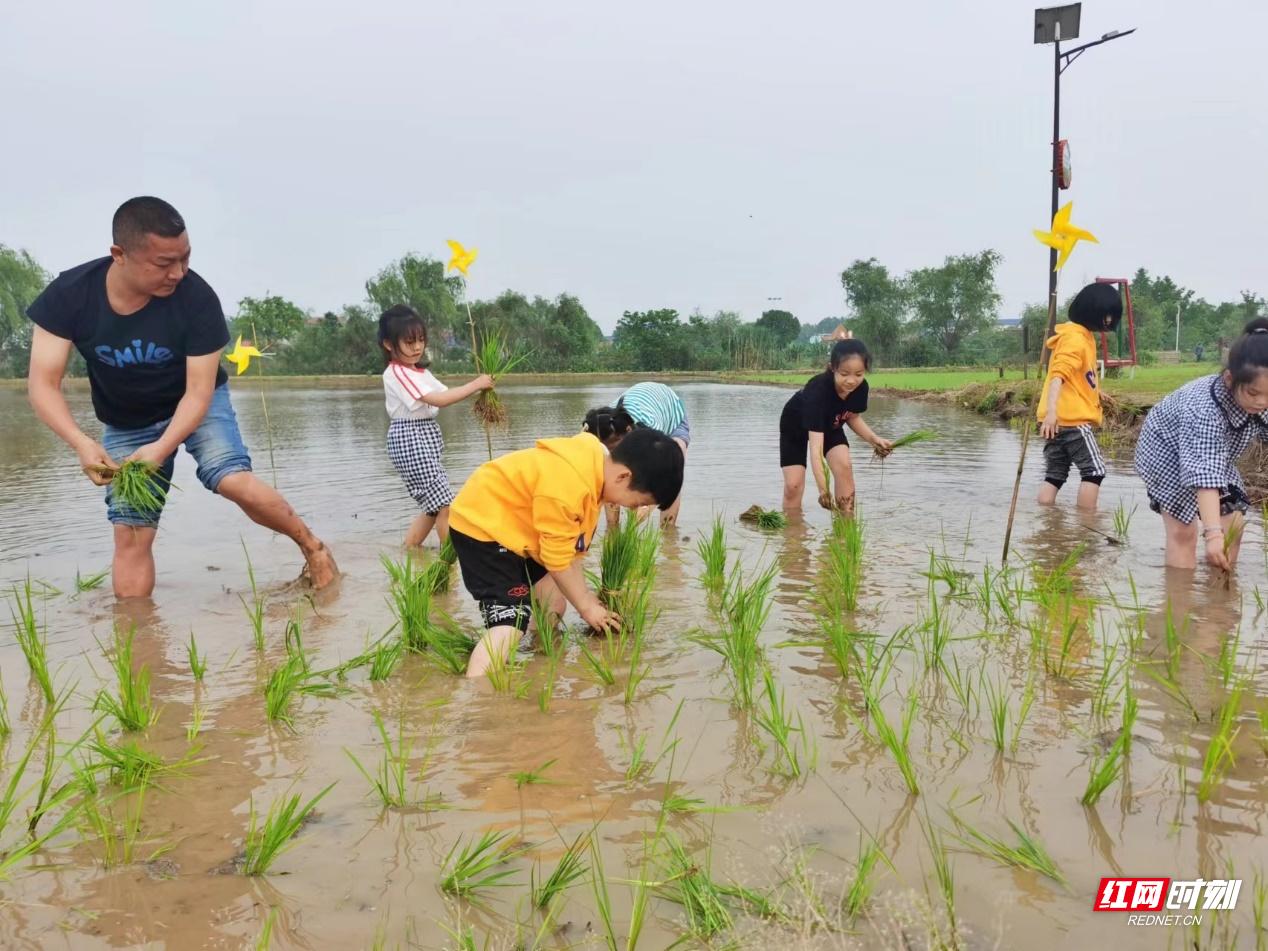 田园牧歌诗和远方,田园牧歌稻花香