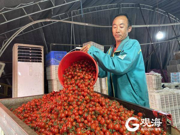 西瓜农产品销路,西瓜西红柿购销