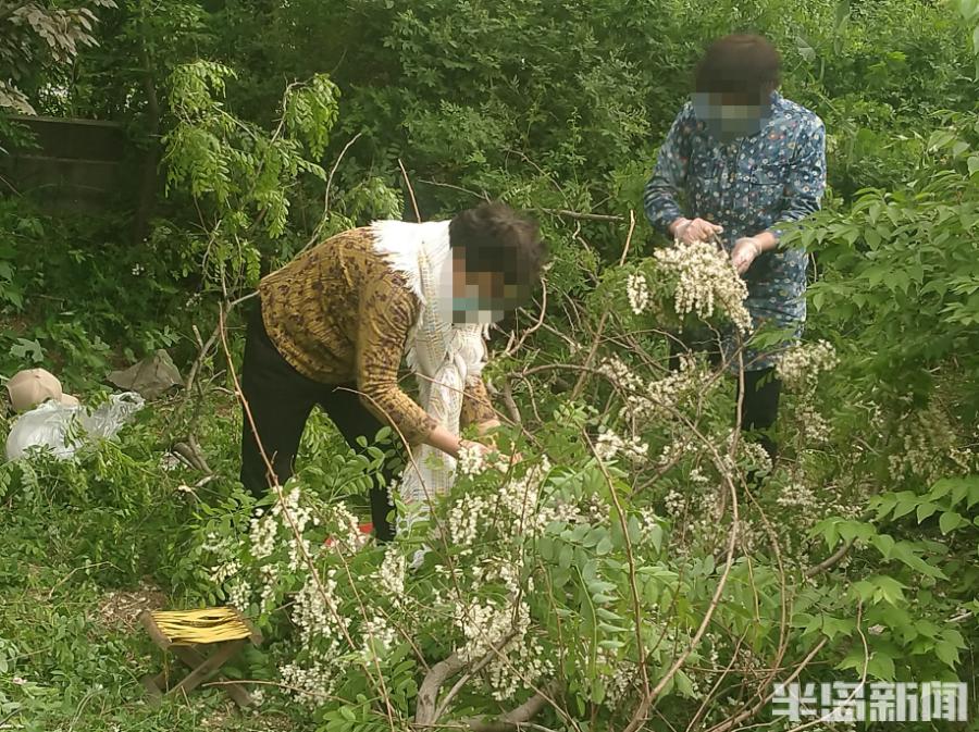 最美味的槐花,好吃又美味的槐花