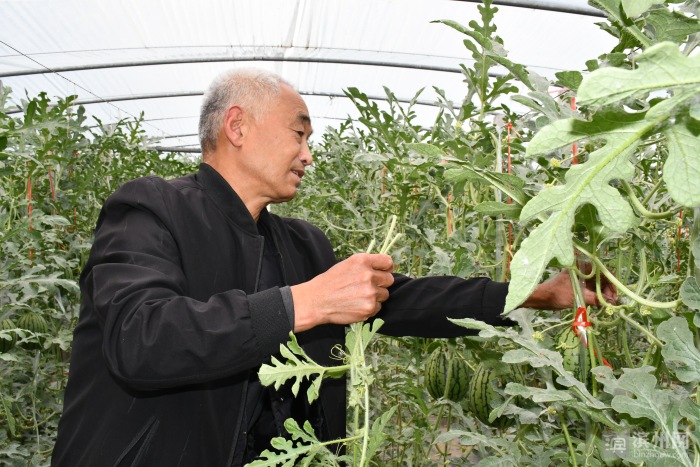 党建引领产业旺大樱桃铺就致富路,党建引领村民增收工作