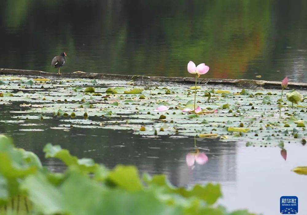 广西今天下雨水视频,下半年广西天气雨水情况