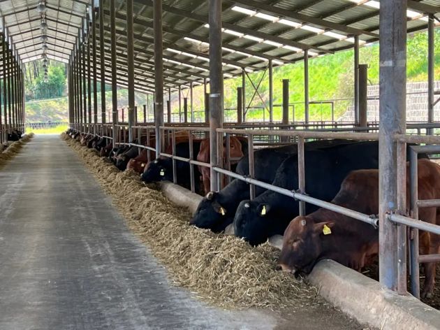 云南腾冲肉牛,腾冲养牛基地