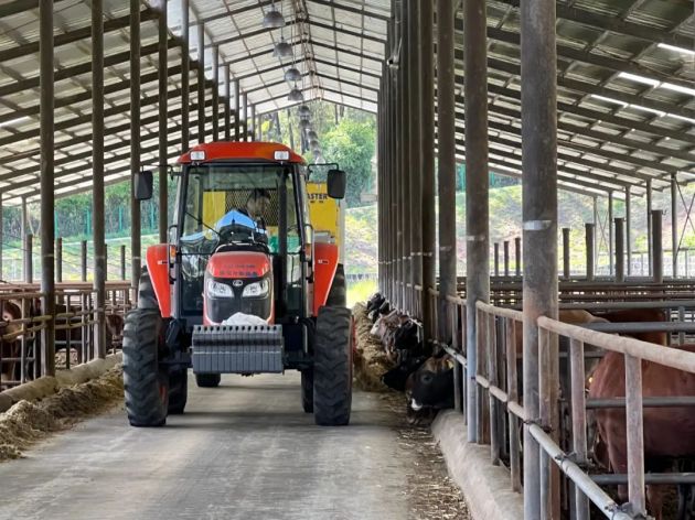 云南腾冲肉牛,腾冲养牛基地