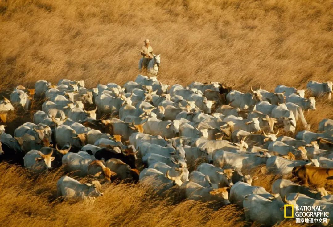 电影诞生以来最伟大的30部作品,最伟大的作品详解