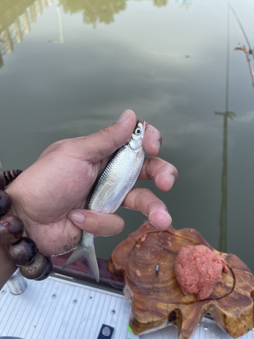 「518」小罗非垂竿自上，清道夫碳烤“美味”眼泪流